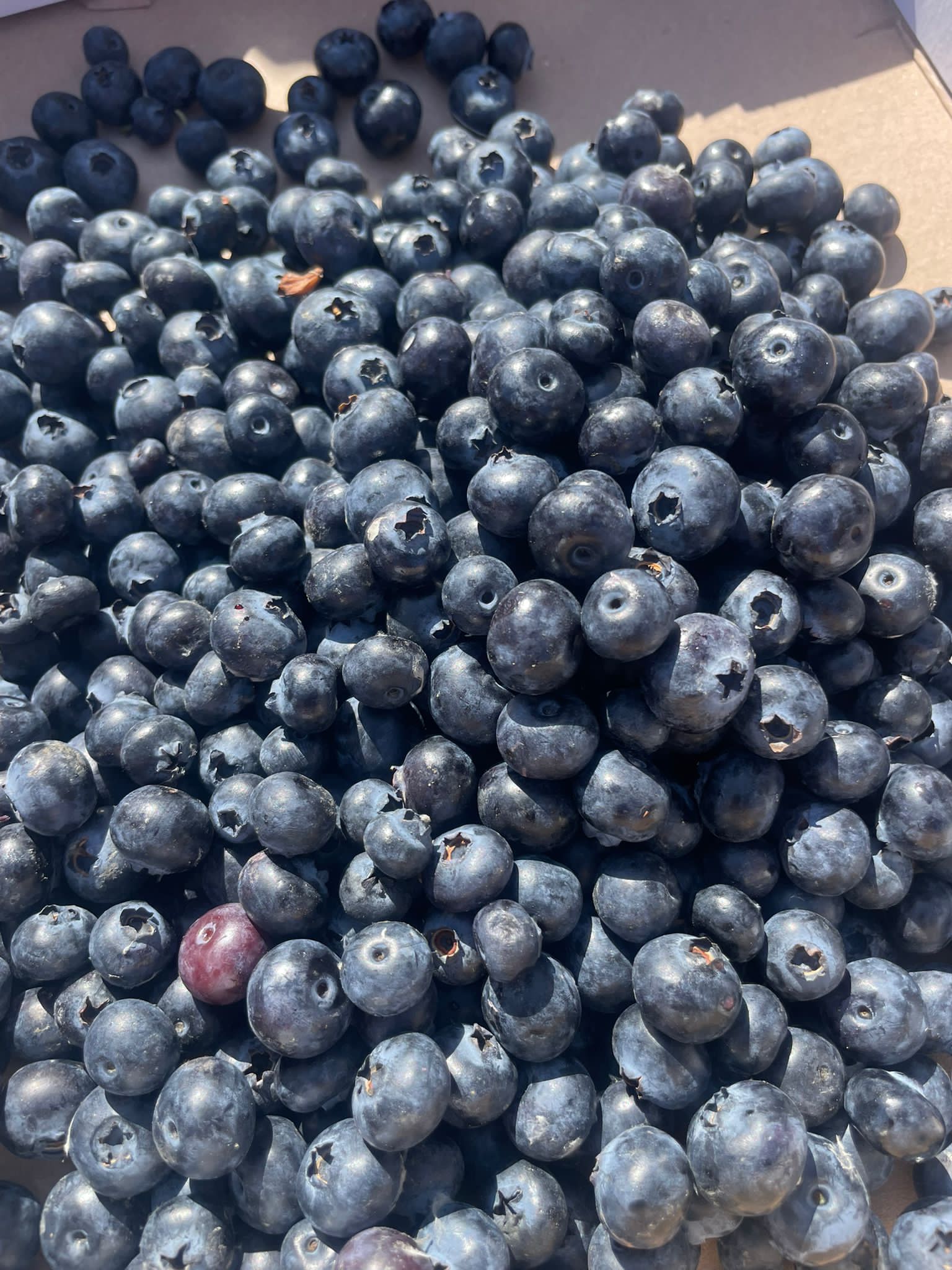blauwe bessen