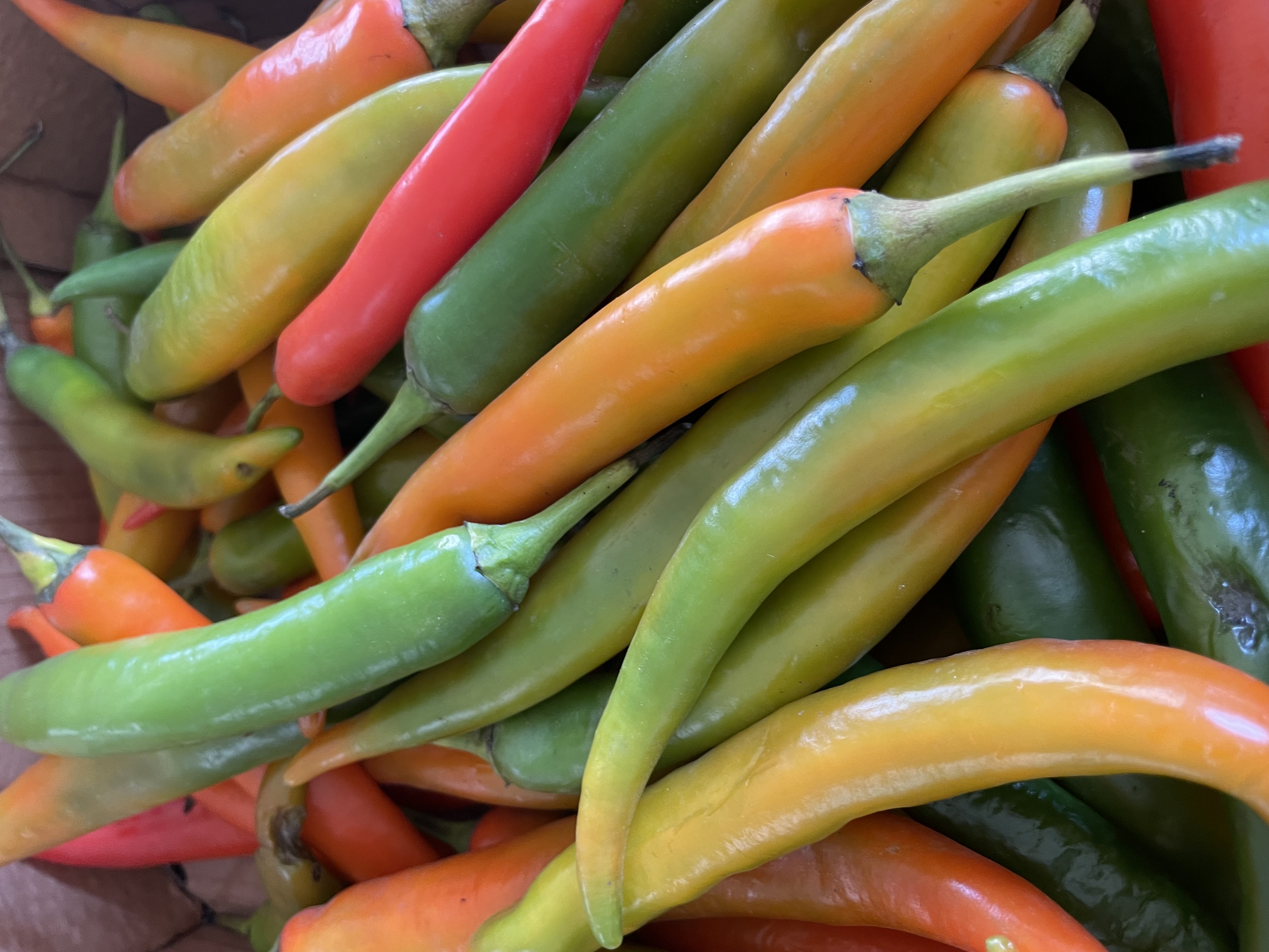 Peper