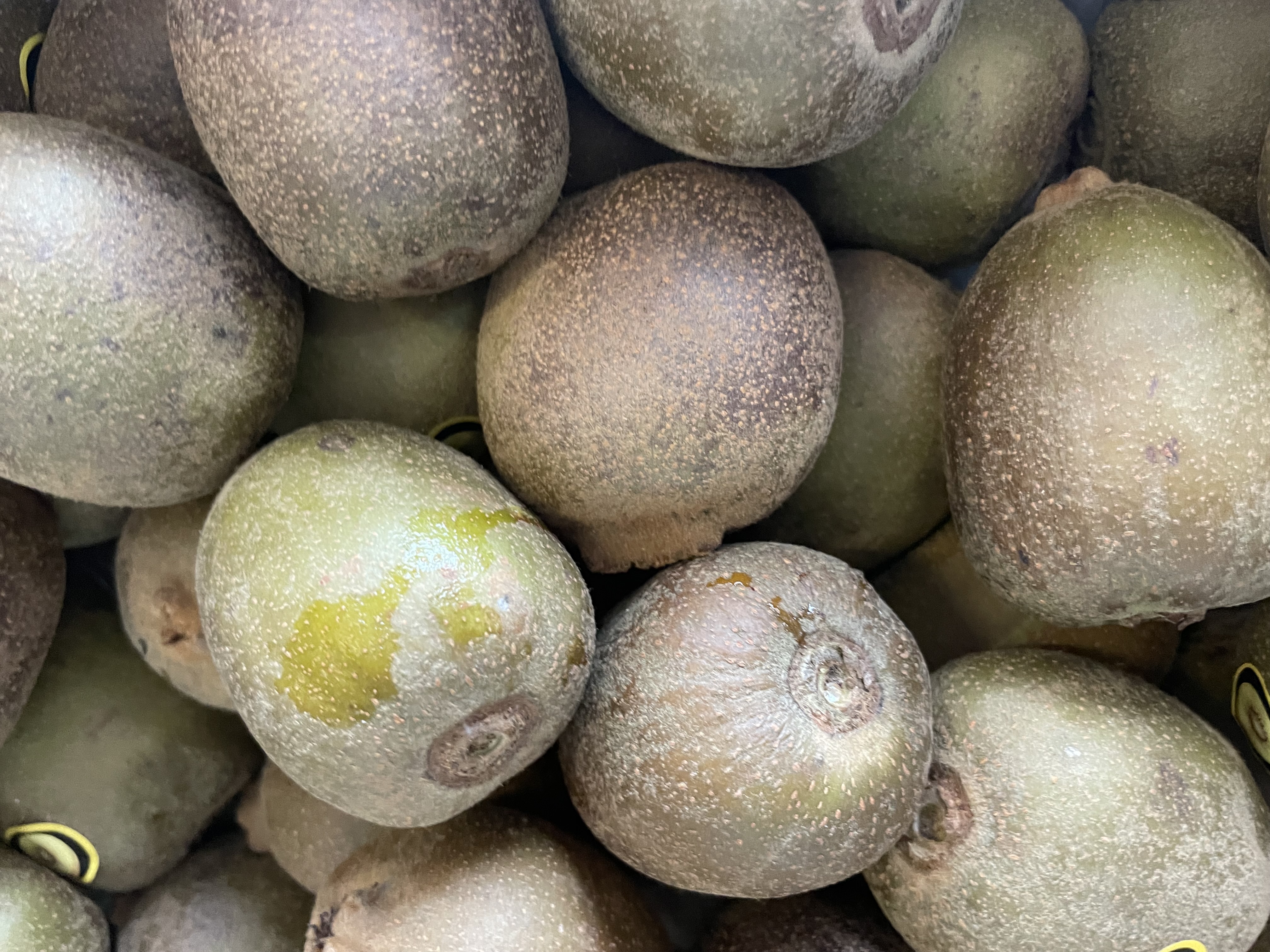 Kiwi