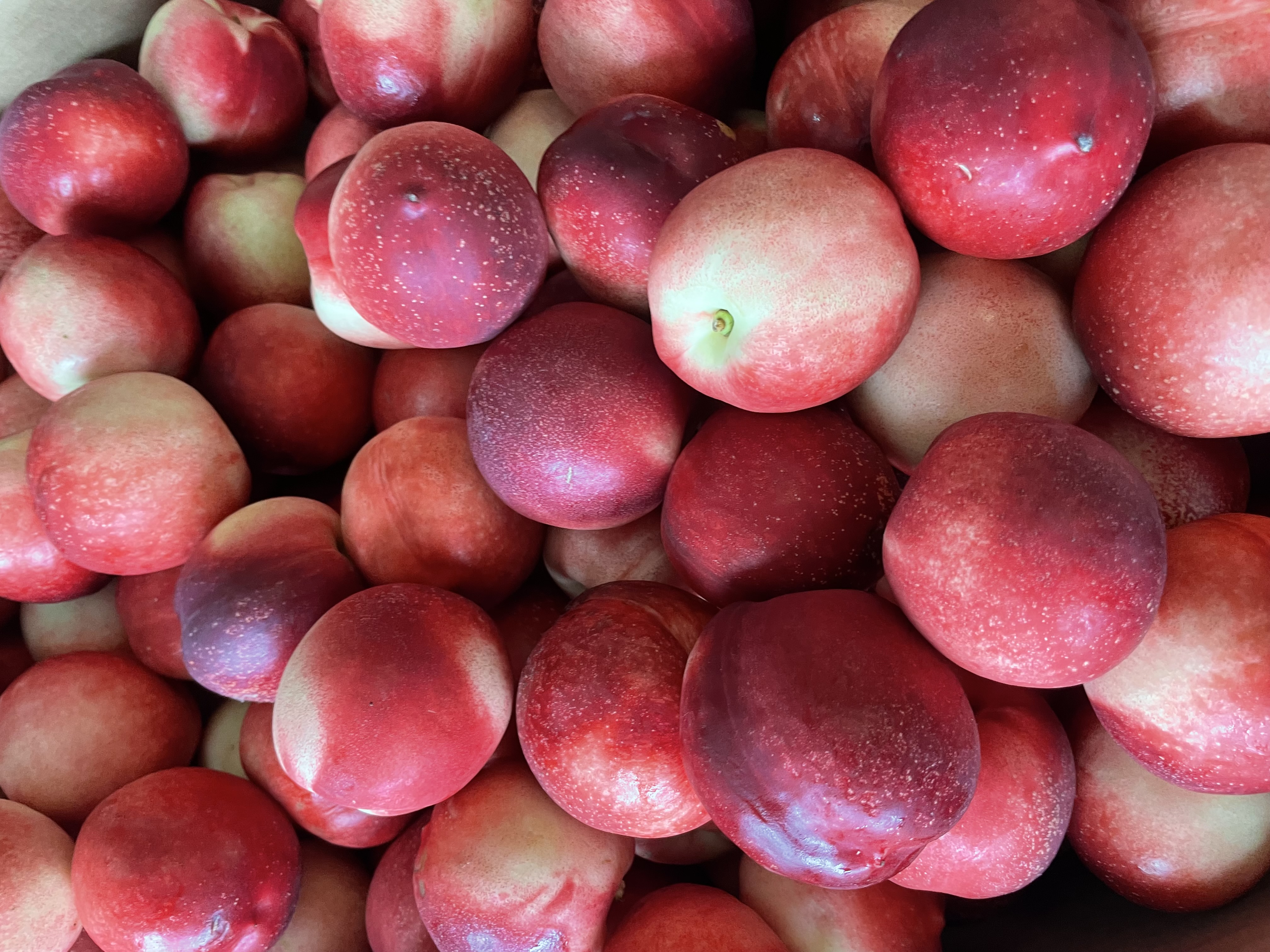 Nectarines