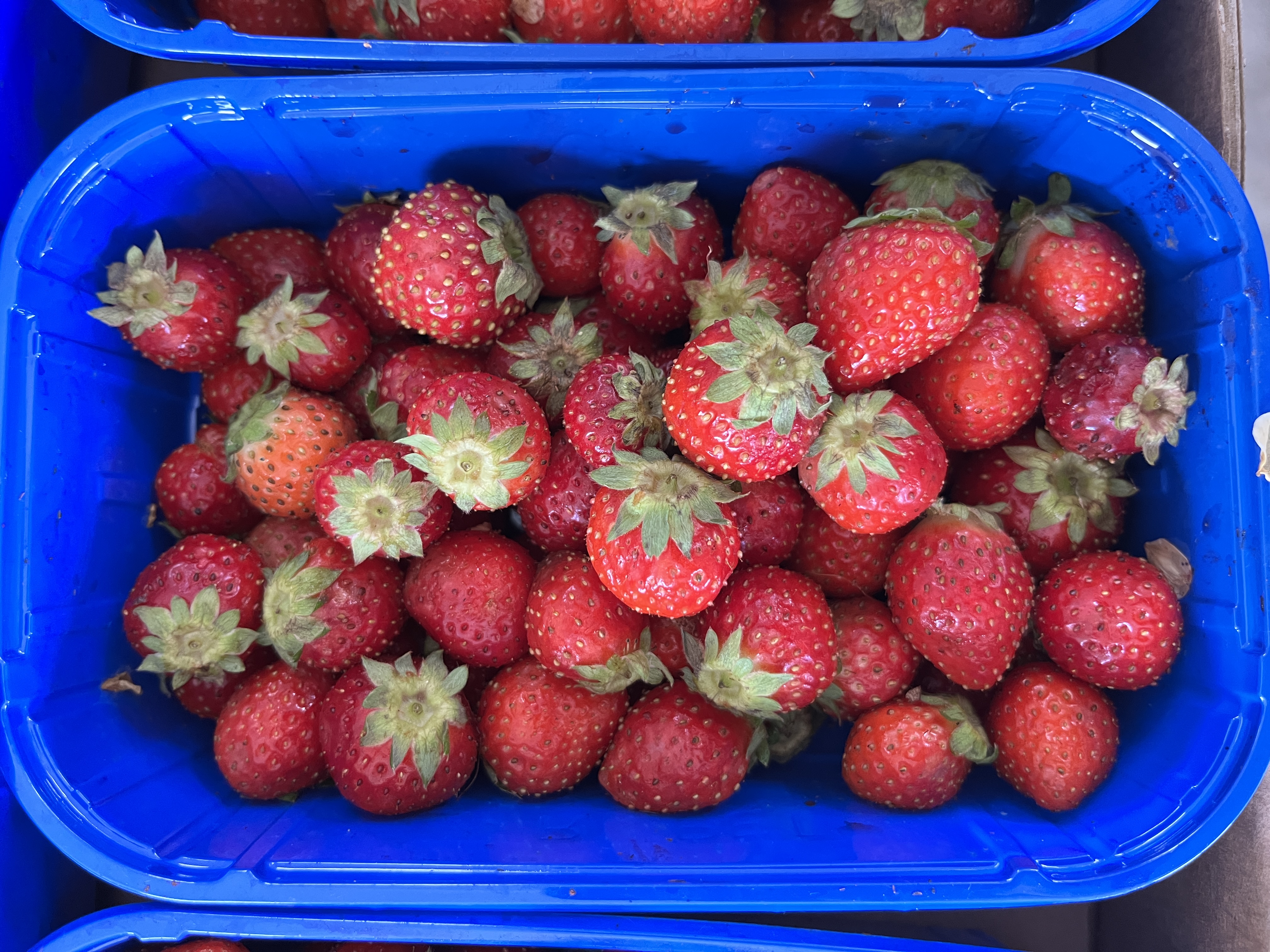 Aardbei