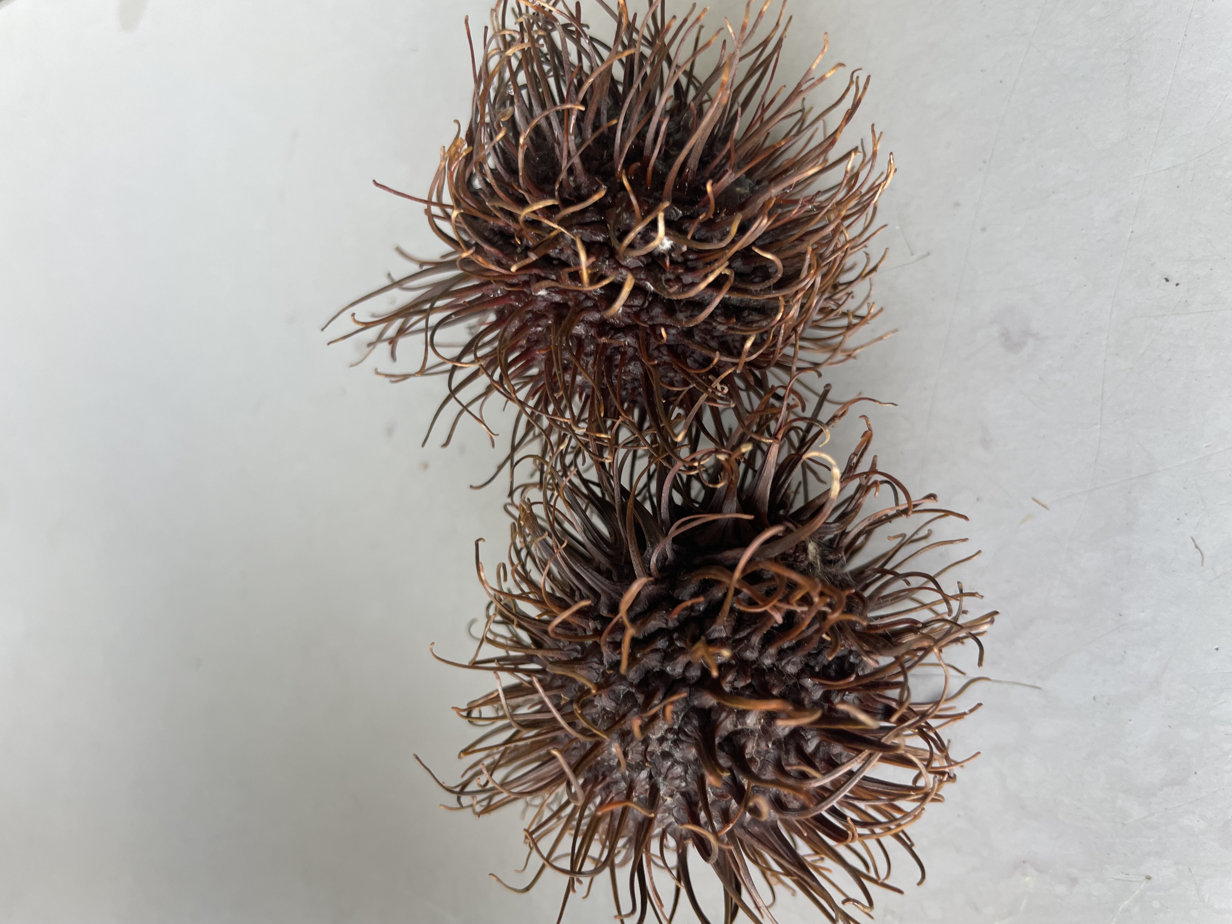 Rambután