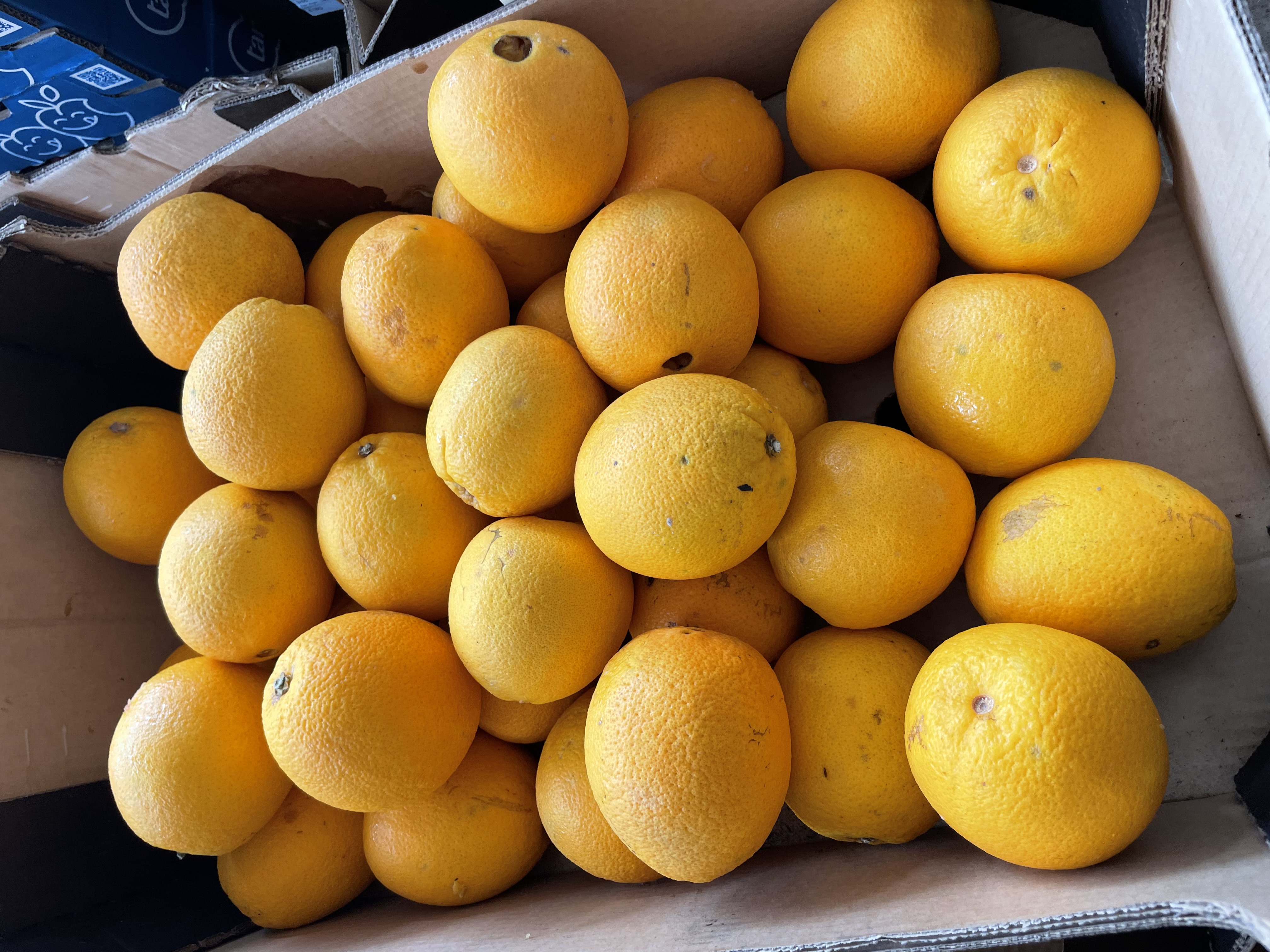 Sinaasappels